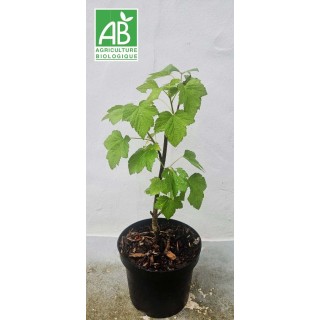 Cassissier var. Noir de Bourgogne AB - Ribes nigrum - pot 2L