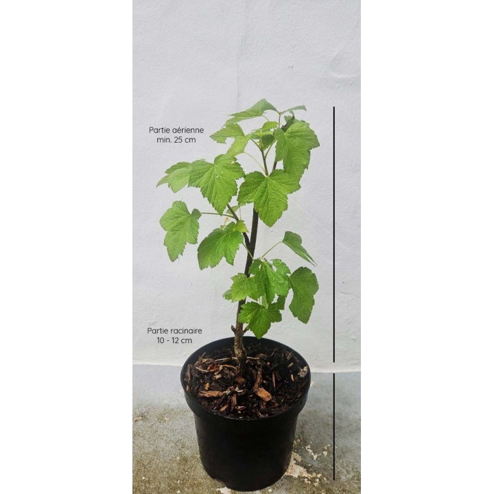 Cassissier var. Noir de Bourgogne AB - Ribes nigrum - pot 2L