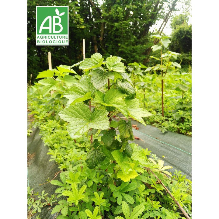 Cassissier var. Noir de Bourgogne AB - Ribes nigrum - racines nues