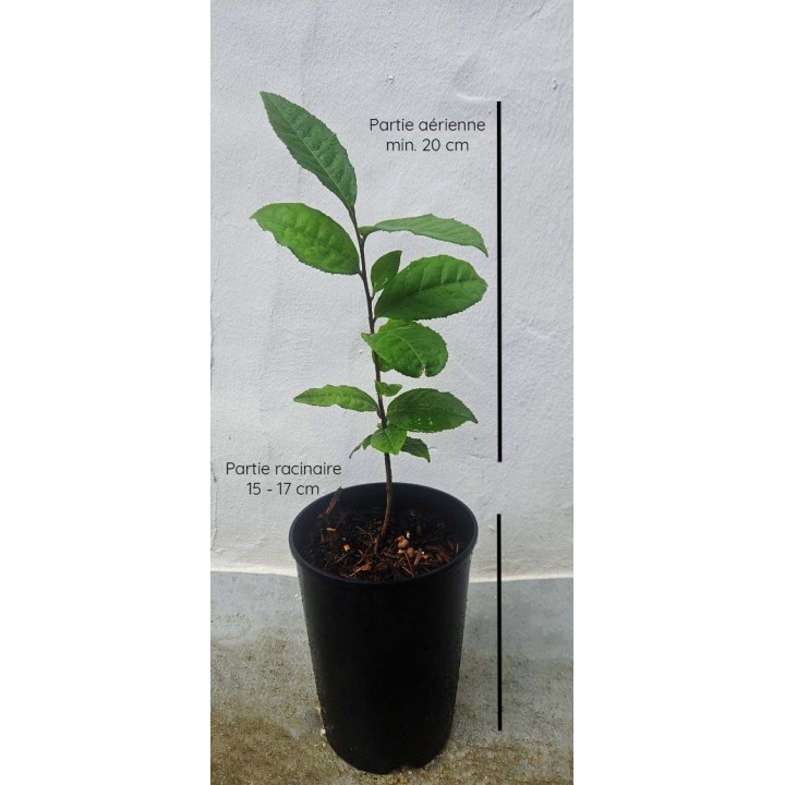 Théier bio pot 2L