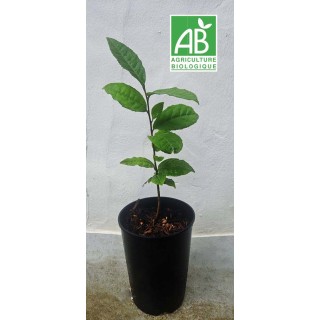 Théier bio pot 2L