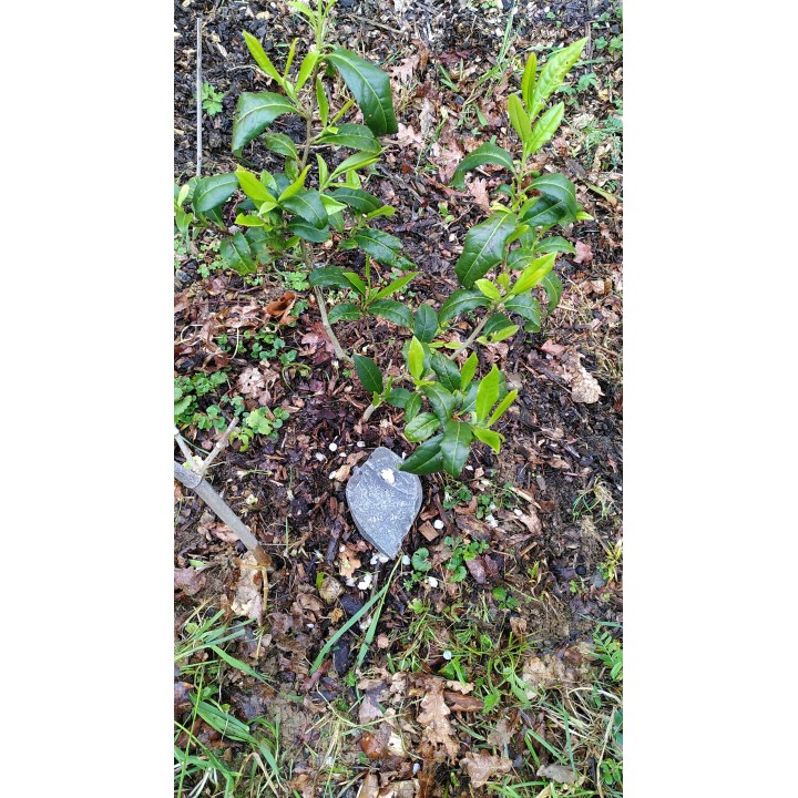 Planter un arbre souvenir en hommage à un proche