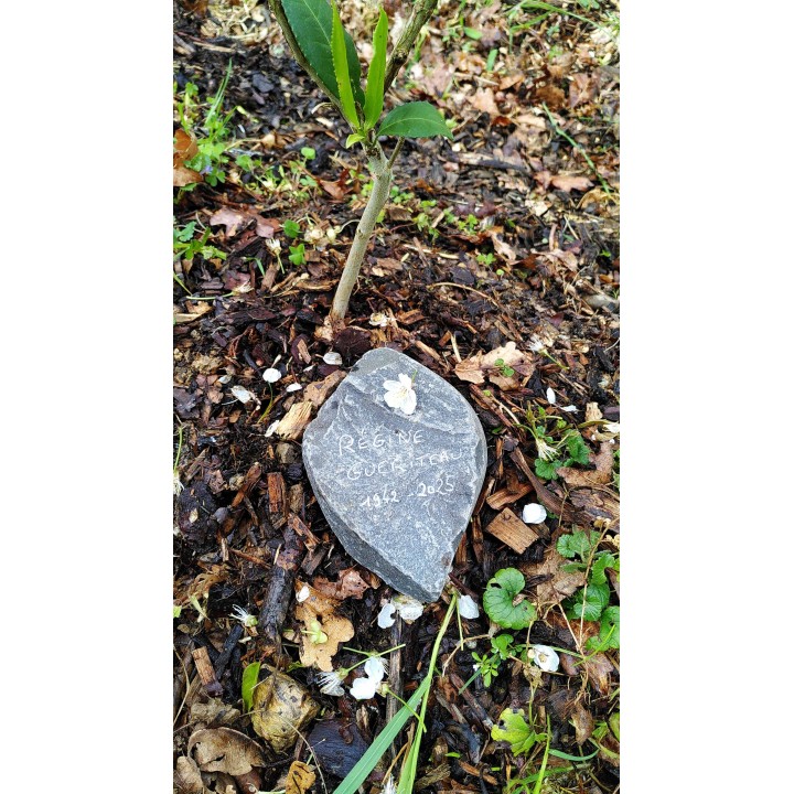 Planter un arbre souvenir en hommage à un proche