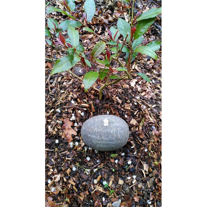 Planter un arbre souvenir en hommage à un proche