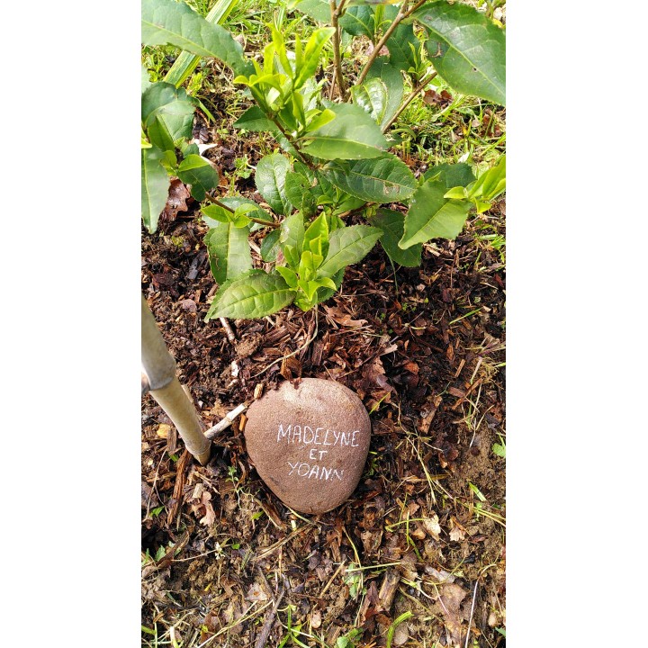 Arbre de célébration d'une naissance, d'un mariage