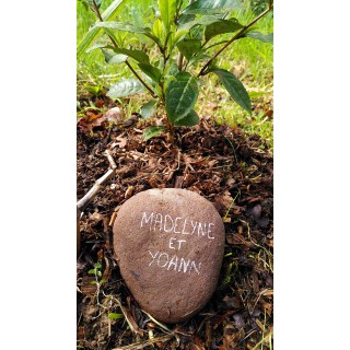 Arbre de célébration d'une naissance, d'un mariage