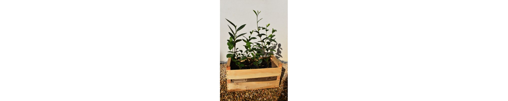 Théier - Camellia Sinensis var. Sinensis