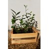 Théier - Camellia Sinensis var. Sinensis