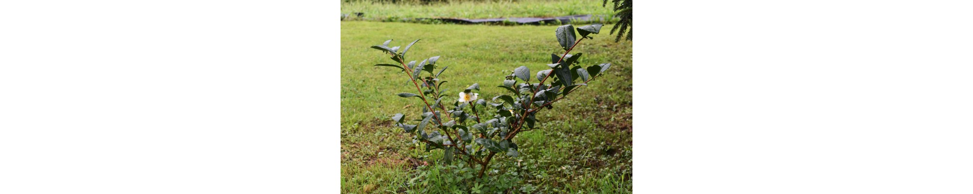 Planter un arbre de célébration
