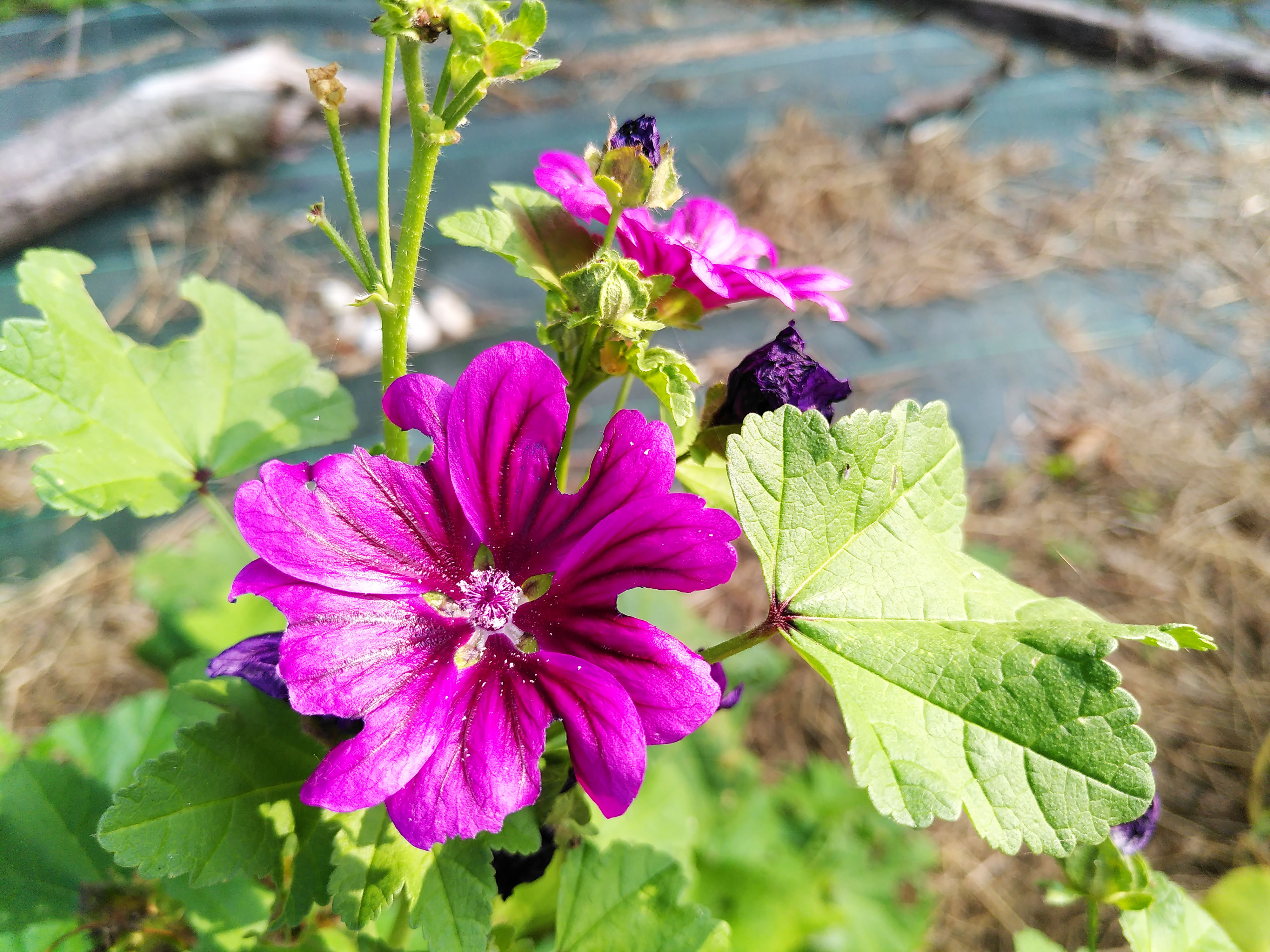 Mauve_mauritanie