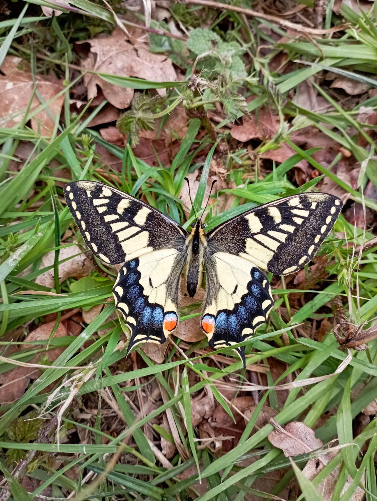Papillon_Machaon